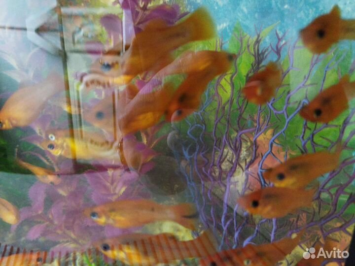Рыбки маллинезия
