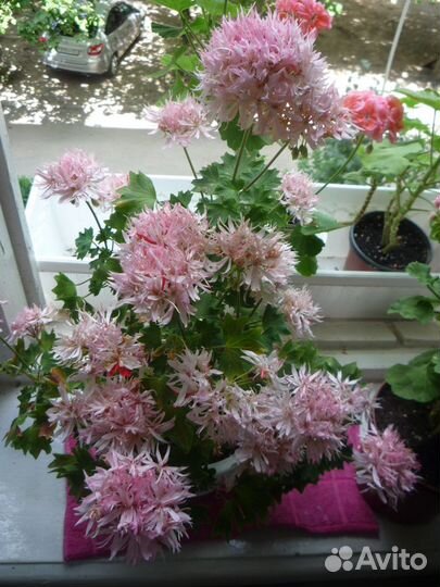 Стеллары,Пеларгонии сортовые (герань)