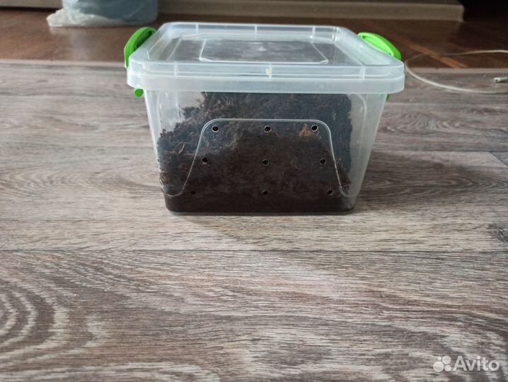 Мини ферма тараканов