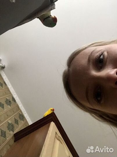 Передержка попугаев и небольших животных