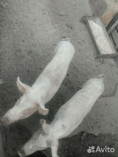 Поросята ландрас