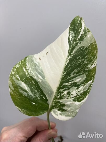 Монстера вариегатная альба черенки