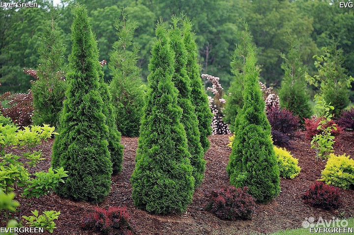 Туи для изгороди