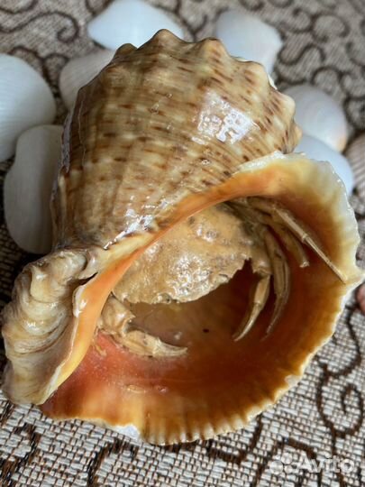 Ракушки и кораллы