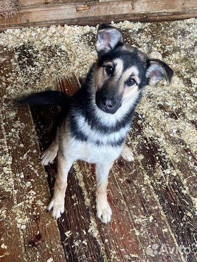 Молодая собачка ждёт тебя