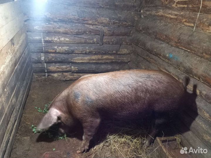 Продам хряка