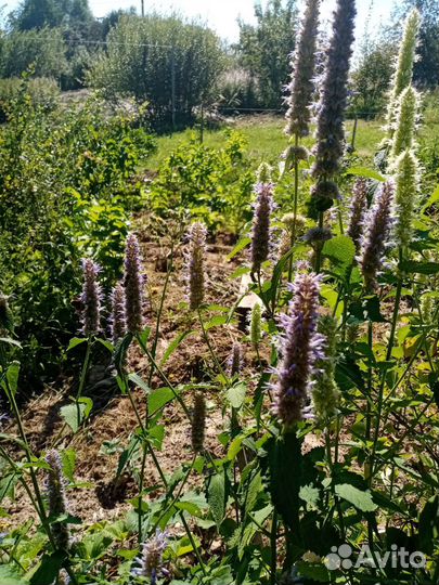 Пряные травы в горшках