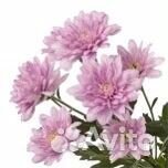 Хризантема кустовая Радость