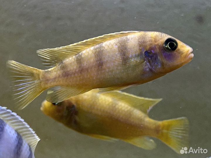 Рыбки цихлиды