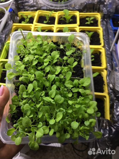 Рассада петуньи