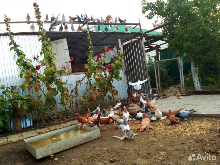 Продажа голубей