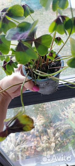 Кислица оксалис