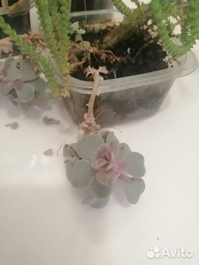 Суккуленты набор