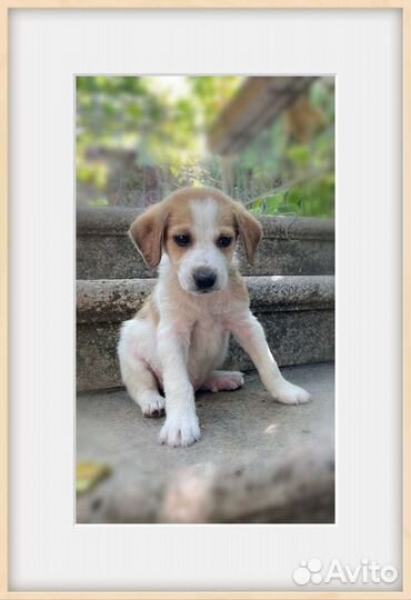 Щенок в добрые руки