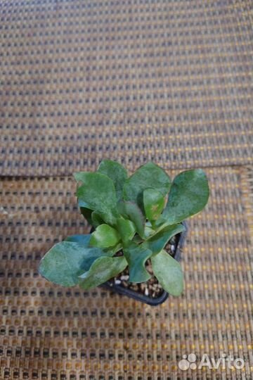Крассула древовидная ундулатифолия