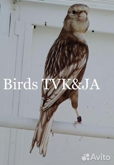 Кенара и канарейки фео белый рецессив и др