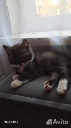 Кот
