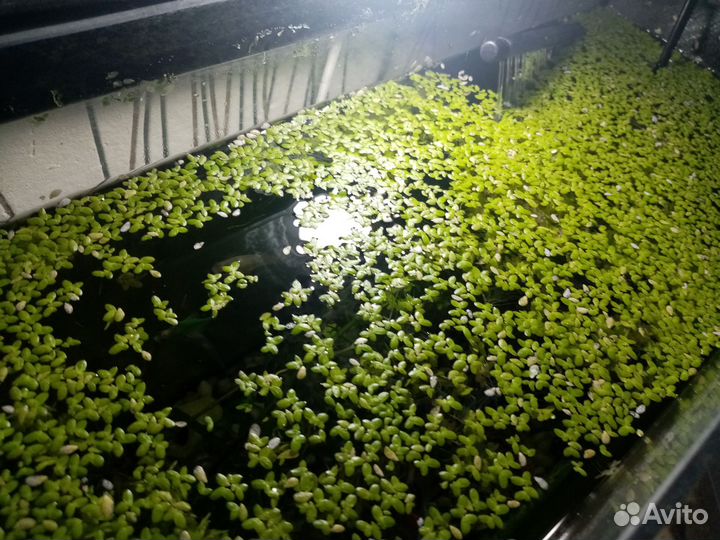 Ряска в аквариум