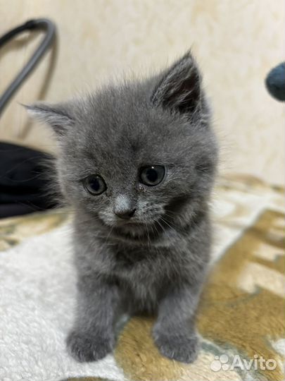 Британская кошка
