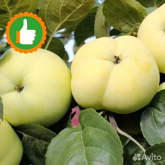 Саженцы Яблоня Папировка