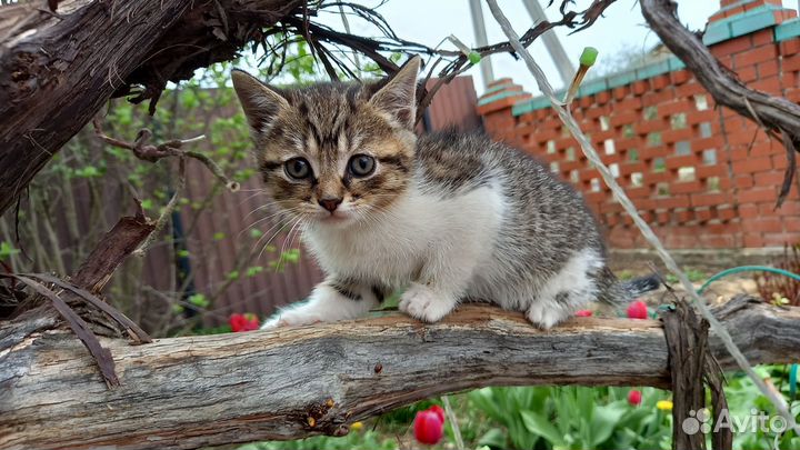 Котята в добрые руки бесплатно