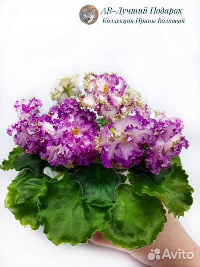 Фиалки сортовые (детки, листовые черенки)