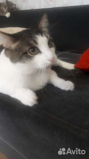 Даша ищет семью