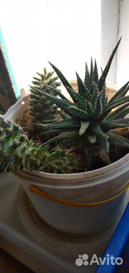 Комнатные цветы кактусы