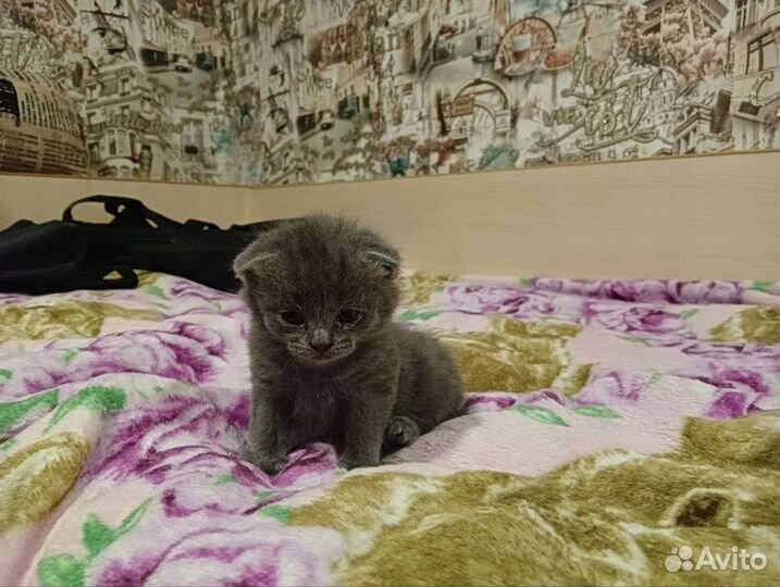 Шотландская