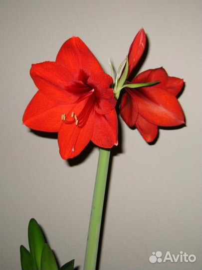 Гиппеаструм амариллис