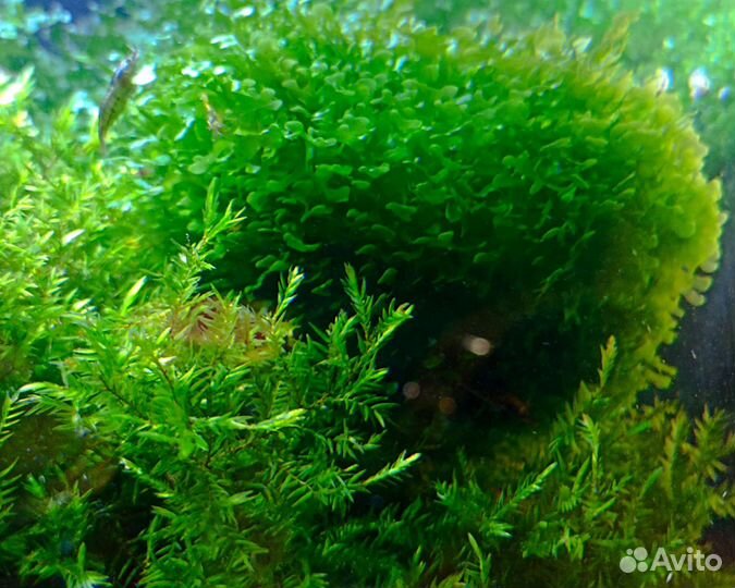 Мох аквариумный