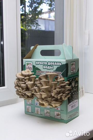 Мицелий в готовых субстратных грибных грядках