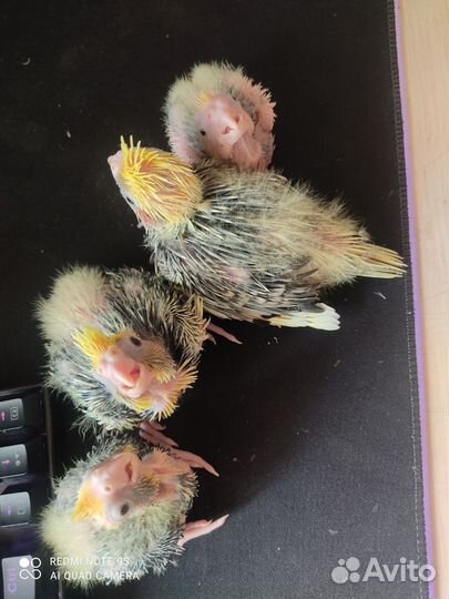 Попугай карелла птенцы