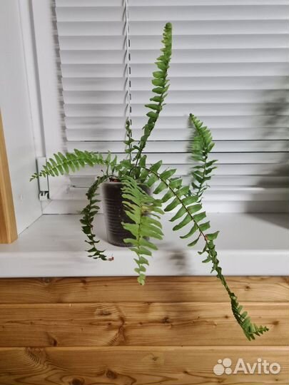 Папоротник комнатный