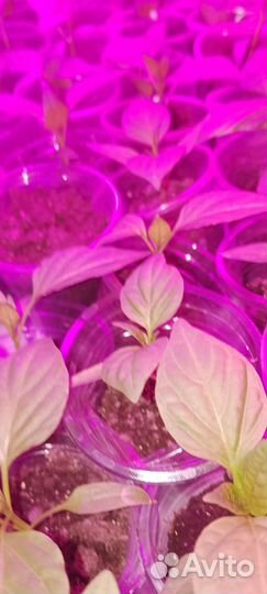 Рассада овощей и цветов