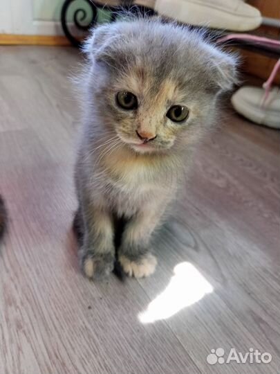 Котята