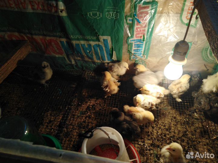 Цыплята