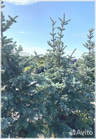 Ель Голубая