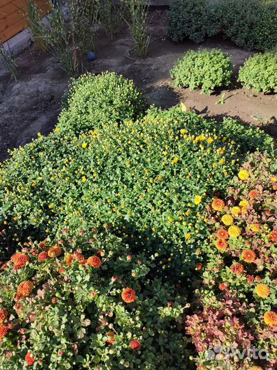 Хризантемы мультифлора