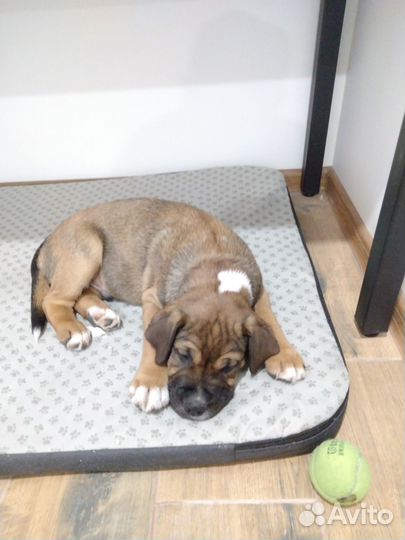 Щенок Ка Де Бо