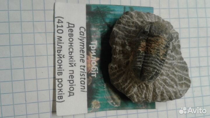 Палеонтология,окаменелости