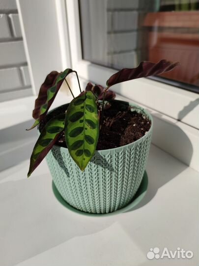 Калатея лансифолия