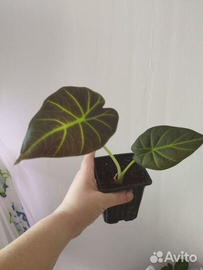 Алоказия регал шилдс