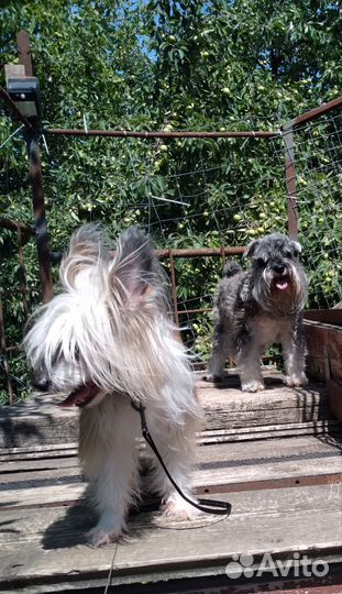 Передержка собак домашняя