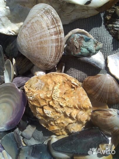 Раковины,створки моллюсков, ракушки,обломки ракуше