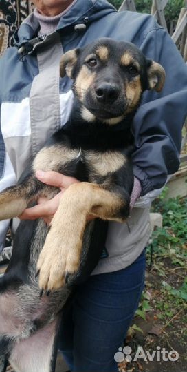 Собаки бесплатно