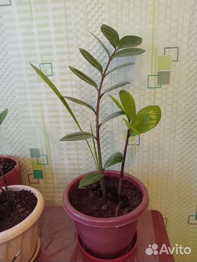 Замиокулькас