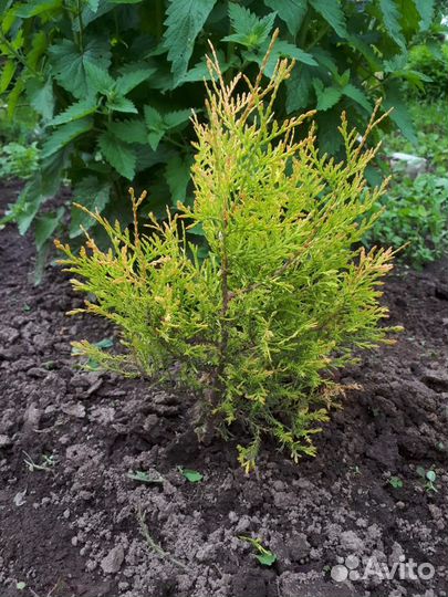 Хвойные и декоративные растения