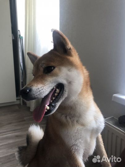 Няня для собак