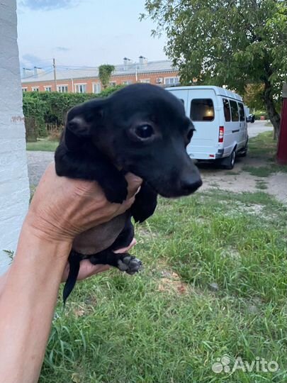 Щенок от маленькой собачки из приюта